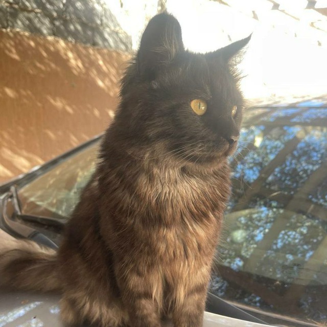 Photo of Mohamed Abdel Majeed